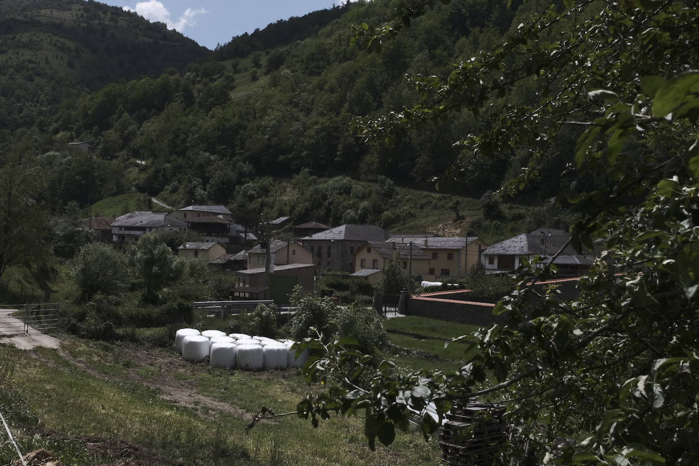 Una vecina de 75 años de Cangas del Narcea fue atacada por un oso en las inmediaciones del municipio. La mujer terminó con la pelvis rota y un desgarro en la cara por lo que fue trasladada al hospital.