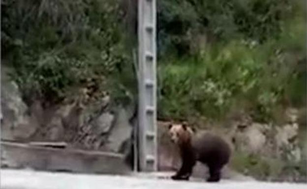 Pepe Caunedo: «Yo tuve muchos encuentros con el oso, si vas con cuidado no hay problema»