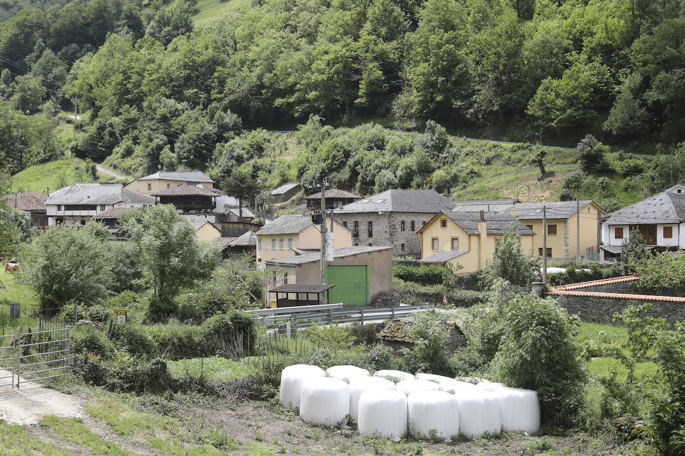 El guarda mayor de la Patrulla Oso del Principado, Miguel Fernández Otero, acompañado por efectivos del Seprona de la Guardia Civil, mantienen activo un dispositivo que vigila los bosques próximos a Sonande, donde tuvo lugar el incidente. El objetivo es «comprobar que nada se salga de lo normal, asegurarnos que no es un oso agresivo y problemático», indican.