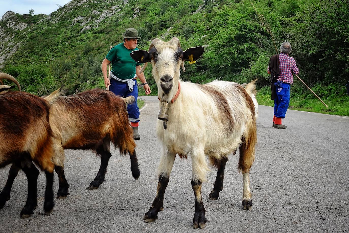 Como cada 1 de junio, los pastores ponen rumbo a los pastos de montaña, donde permanecerán hasta el otoño cuidando de sus animales y elaborando queso.