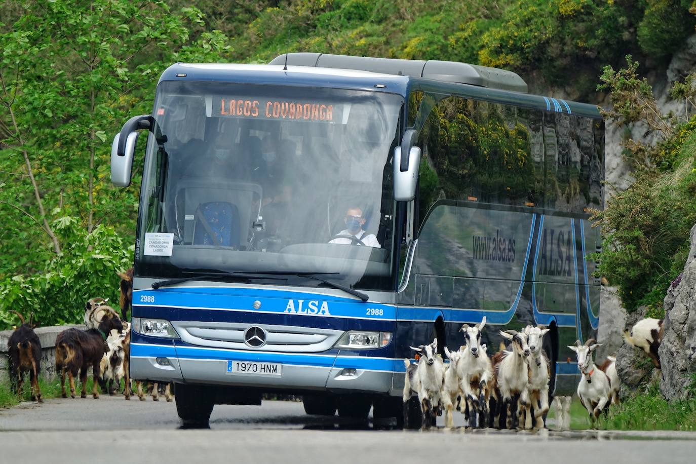 Como cada 1 de junio, los pastores ponen rumbo a los pastos de montaña, donde permanecerán hasta el otoño cuidando de sus animales y elaborando queso.
