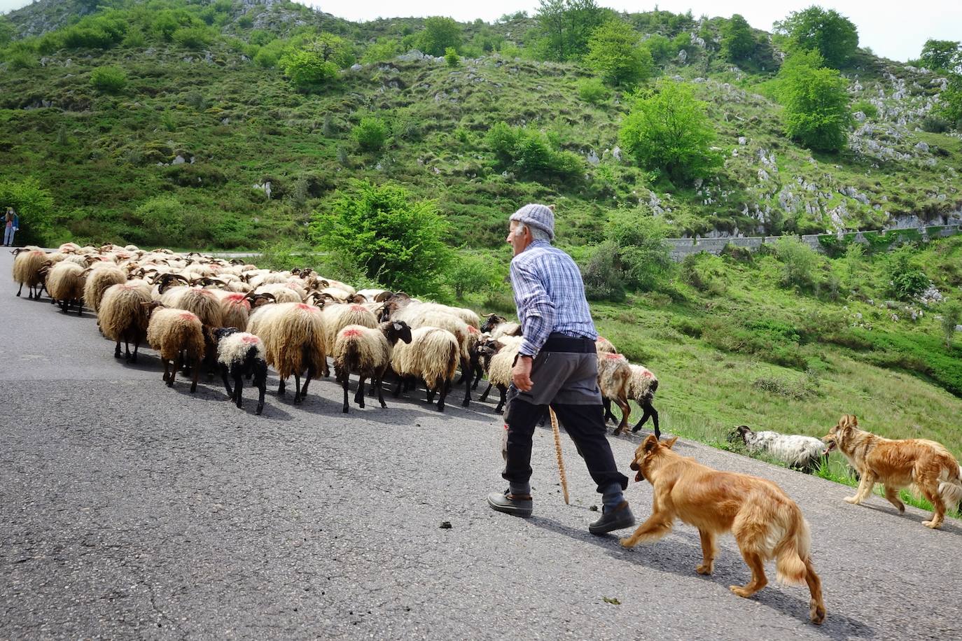Como cada 1 de junio, los pastores ponen rumbo a los pastos de montaña, donde permanecerán hasta el otoño cuidando de sus animales y elaborando queso.