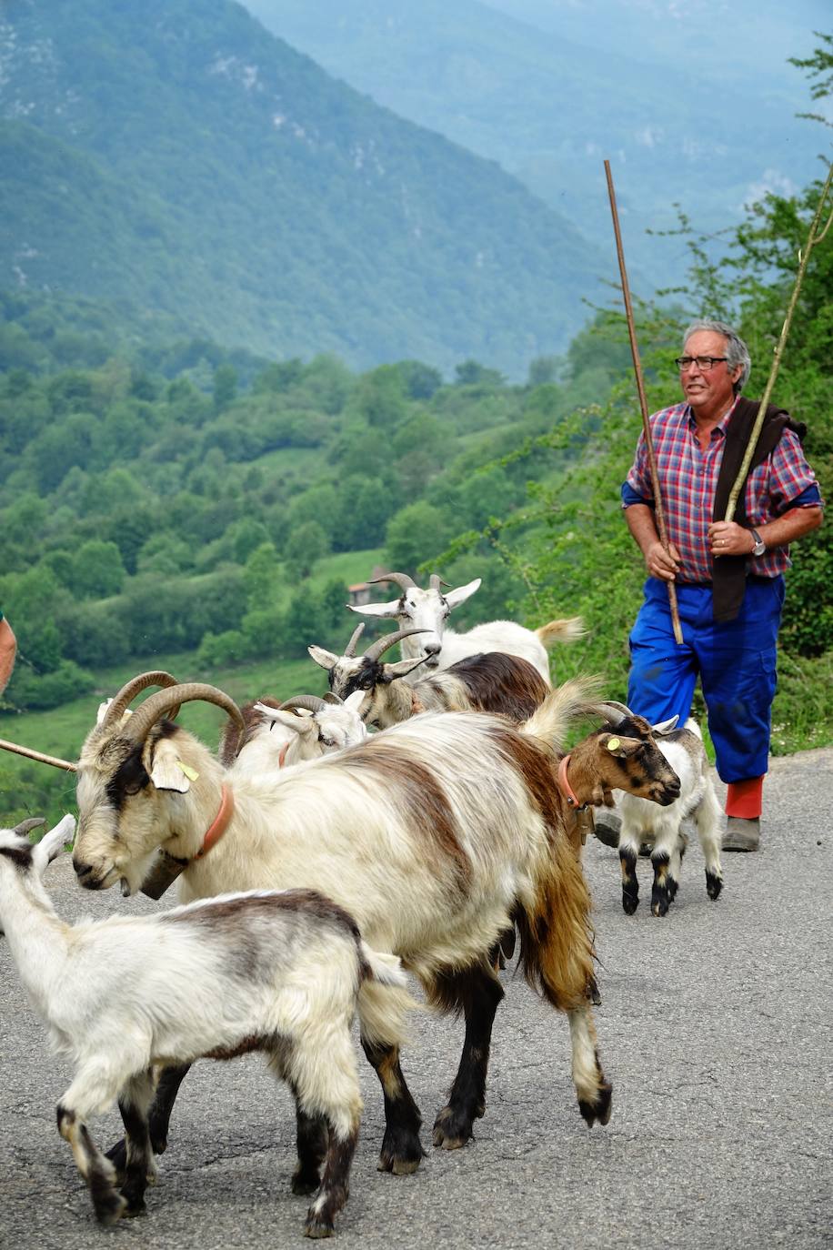Como cada 1 de junio, los pastores ponen rumbo a los pastos de montaña, donde permanecerán hasta el otoño cuidando de sus animales y elaborando queso.