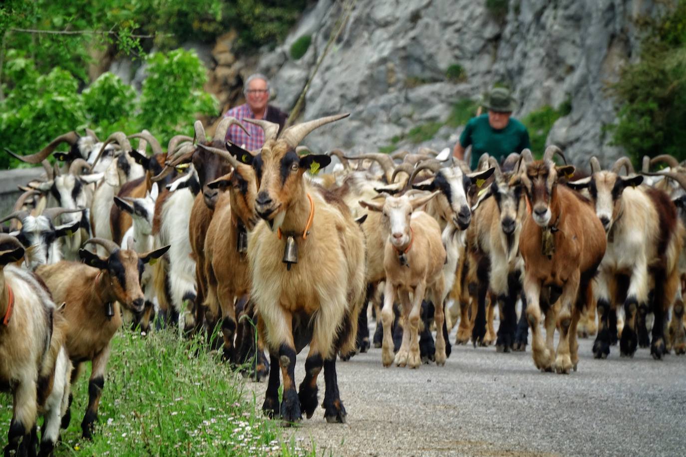 Como cada 1 de junio, los pastores ponen rumbo a los pastos de montaña, donde permanecerán hasta el otoño cuidando de sus animales y elaborando queso.