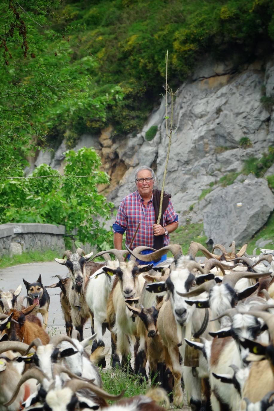 Como cada 1 de junio, los pastores ponen rumbo a los pastos de montaña, donde permanecerán hasta el otoño cuidando de sus animales y elaborando queso.