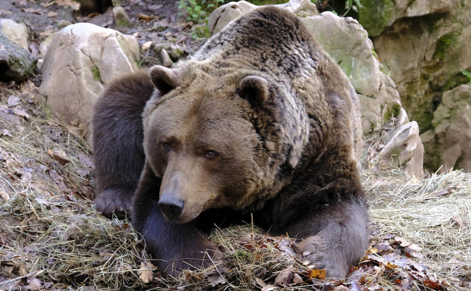 Cómo actuar si nos encontramos con un oso pardo