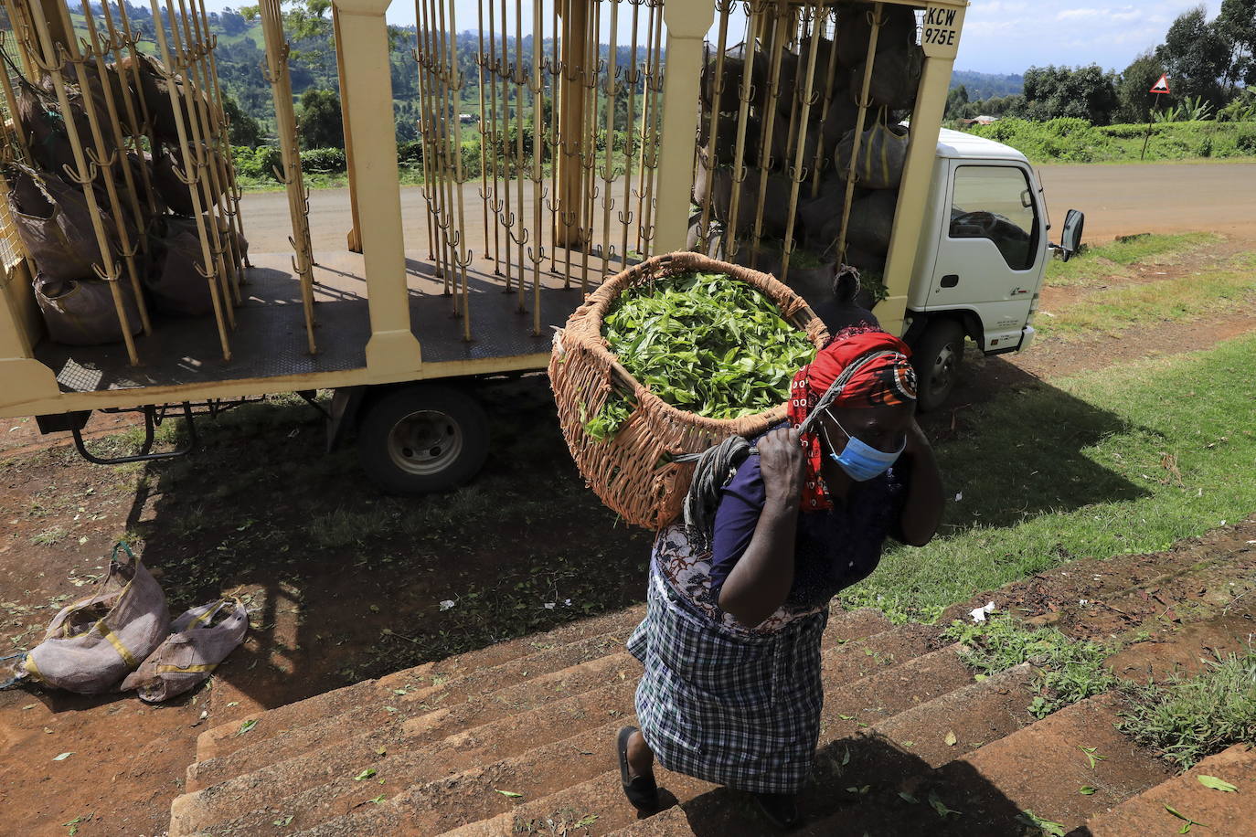 Varias personas recogen hojas de té en una granja para llevarlas a un centro de recolección, en Nyeri (Kenia). Según el Ministerio de Agricultura de Kenia, a pesar de la pandemia, la exportación de té keniano para 2020 aumentó en un 4 por ciento a 518 millones de kilogramos, frente a los 496 millones de kilogramos registrados en 2019