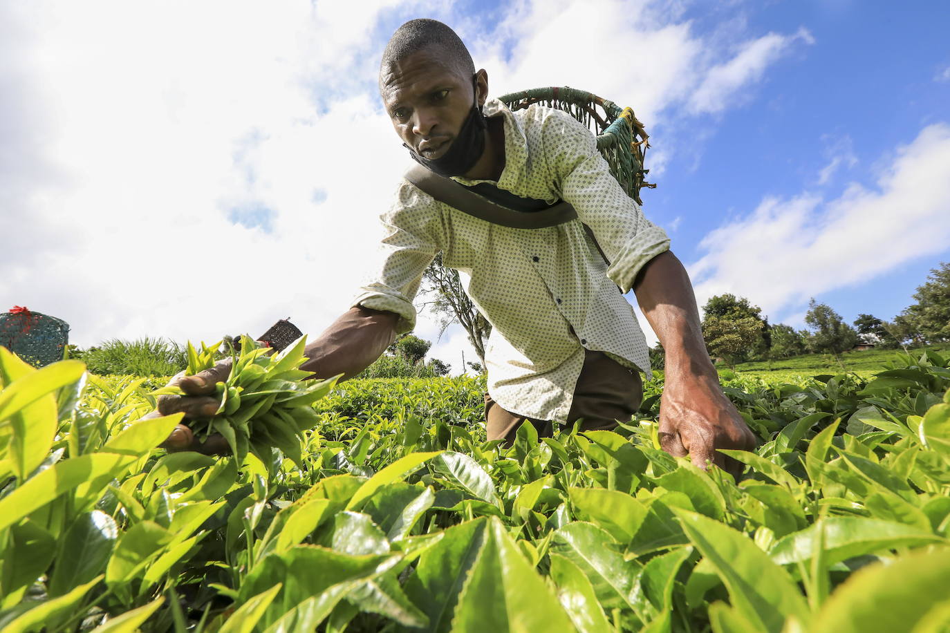 Varias personas recogen hojas de té en una granja para llevarlas a un centro de recolección, en Nyeri (Kenia). Según el Ministerio de Agricultura de Kenia, a pesar de la pandemia, la exportación de té keniano para 2020 aumentó en un 4 por ciento a 518 millones de kilogramos, frente a los 496 millones de kilogramos registrados en 2019