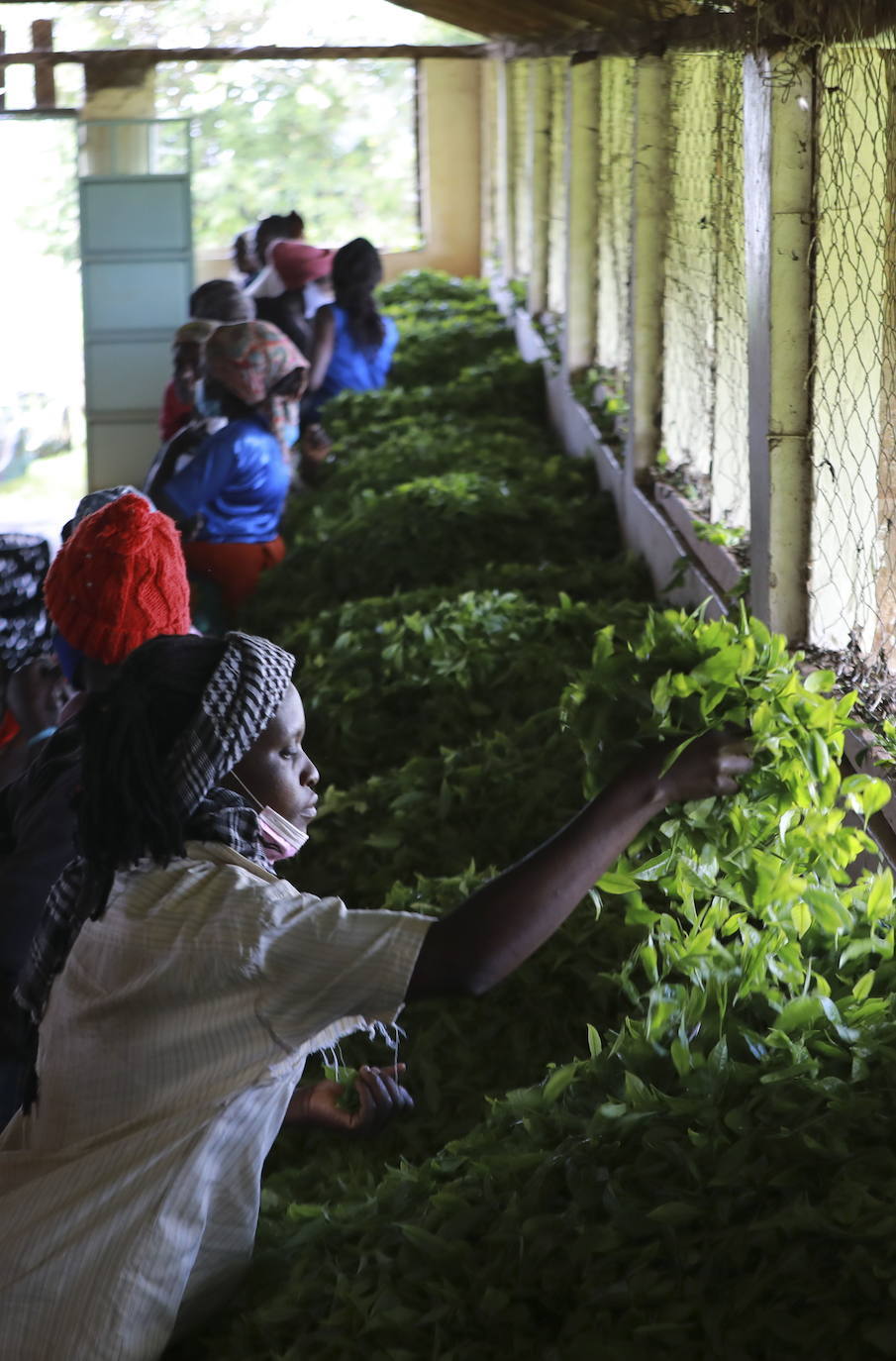 Varias personas recogen hojas de té en una granja para llevarlas a un centro de recolección, en Nyeri (Kenia). Según el Ministerio de Agricultura de Kenia, a pesar de la pandemia, la exportación de té keniano para 2020 aumentó en un 4 por ciento a 518 millones de kilogramos, frente a los 496 millones de kilogramos registrados en 2019