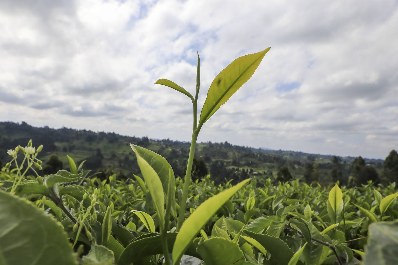 Varias personas recogen hojas de té en una granja para llevarlas a un centro de recolección, en Nyeri (Kenia). Según el Ministerio de Agricultura de Kenia, a pesar de la pandemia, la exportación de té keniano para 2020 aumentó en un 4 por ciento a 518 millones de kilogramos, frente a los 496 millones de kilogramos registrados en 2019