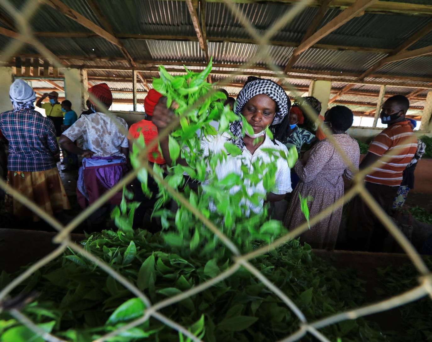 Varias personas recogen hojas de té en una granja para llevarlas a un centro de recolección, en Nyeri (Kenia). Según el Ministerio de Agricultura de Kenia, a pesar de la pandemia, la exportación de té keniano para 2020 aumentó en un 4 por ciento a 518 millones de kilogramos, frente a los 496 millones de kilogramos registrados en 2019