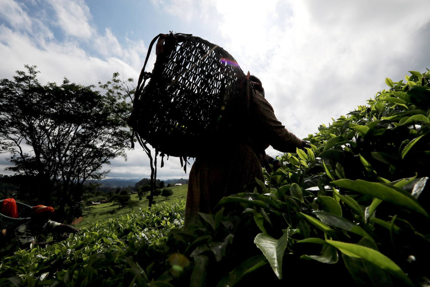 Varias personas recogen hojas de té en una granja para llevarlas a un centro de recolección, en Nyeri (Kenia). Según el Ministerio de Agricultura de Kenia, a pesar de la pandemia, la exportación de té keniano para 2020 aumentó en un 4 por ciento a 518 millones de kilogramos, frente a los 496 millones de kilogramos registrados en 2019