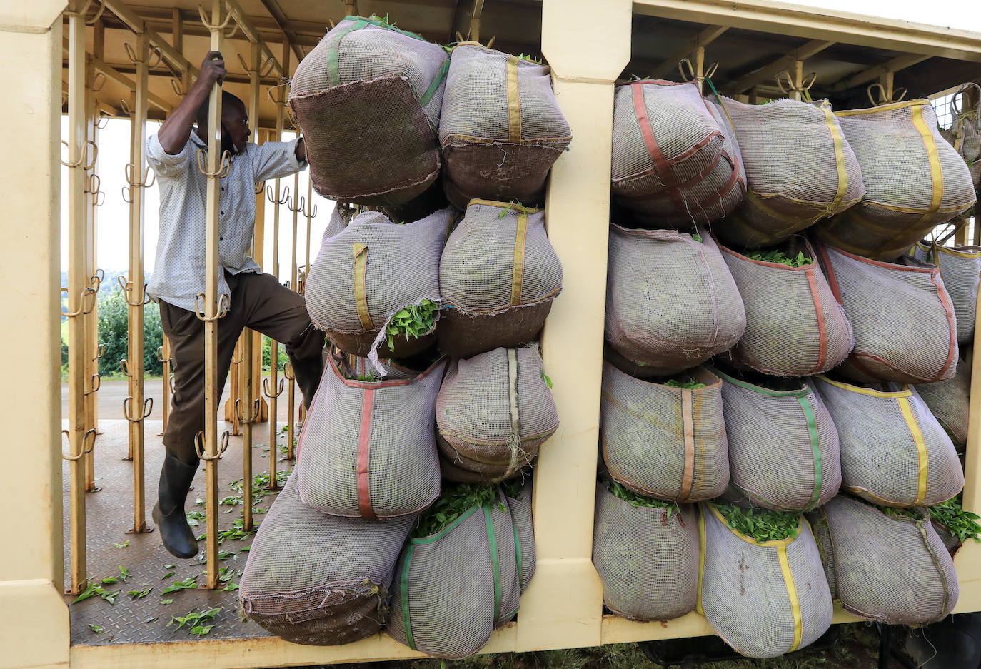 Varias personas recogen hojas de té en una granja para llevarlas a un centro de recolección, en Nyeri (Kenia). Según el Ministerio de Agricultura de Kenia, a pesar de la pandemia, la exportación de té keniano para 2020 aumentó en un 4 por ciento a 518 millones de kilogramos, frente a los 496 millones de kilogramos registrados en 2019