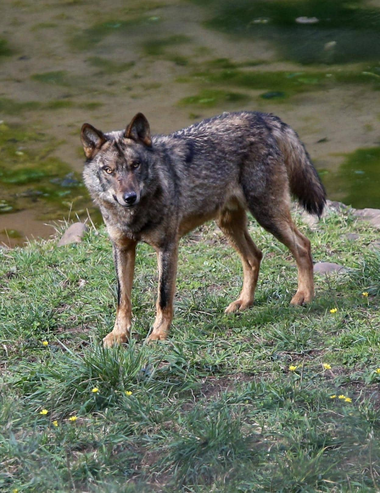 La población de lobo crece en Asturias, como la de oso y otros carnívoros»  | El Comercio: Diario de Asturias