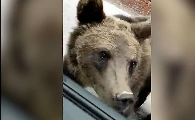 El oso que sorprendió a los visitantes. 