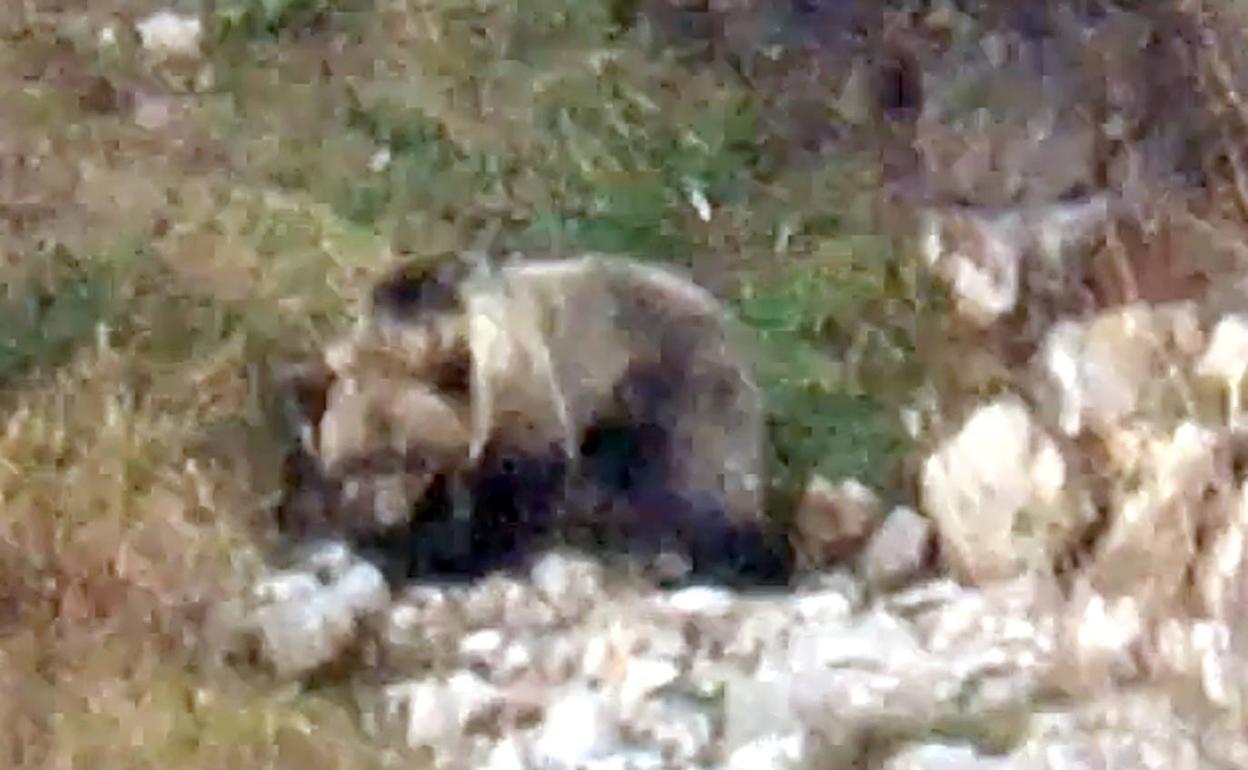 Un osezno, en una imagen de archivo 