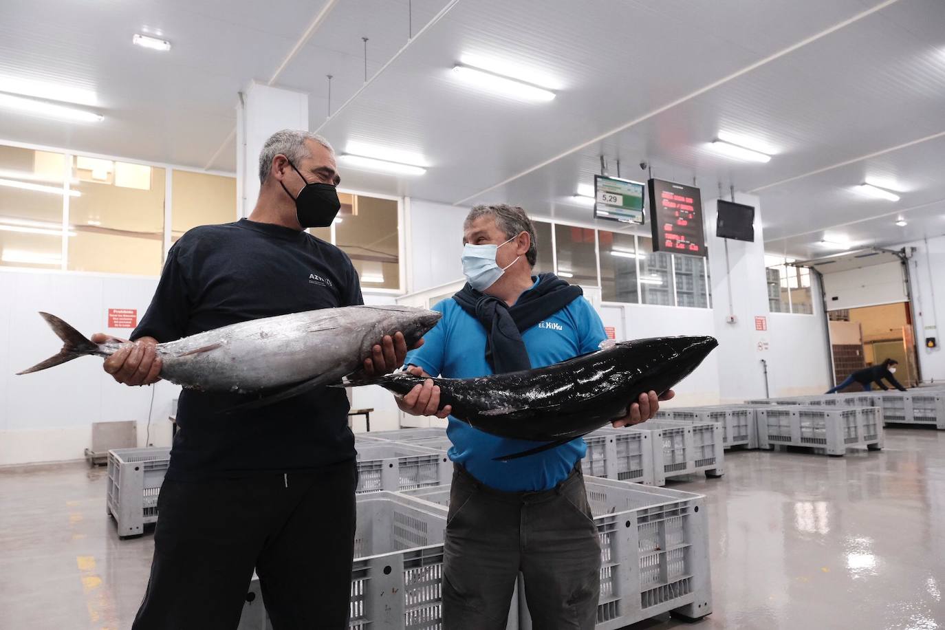 El primer bonito subastado en la lonja de Gijón esta temporada ha alcanzado un precio de 12,99 euros. Como ya ocurriera los últimos años, fue el pesquero con base en Bermeo 'María Digna Dos' el que descargó las primeras tinas. 