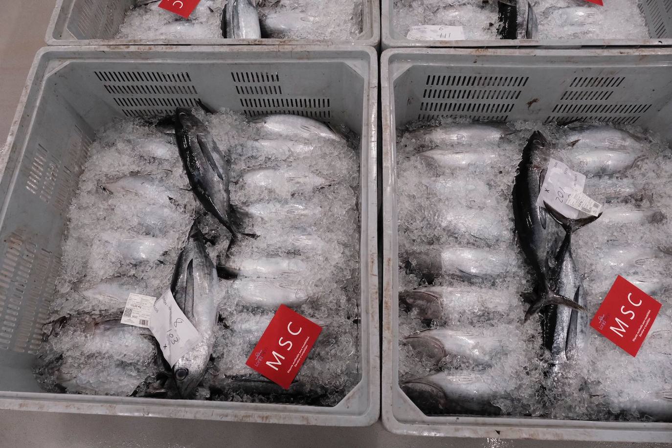 El primer bonito subastado en la lonja de Gijón esta temporada ha alcanzado un precio de 12,99 euros. Como ya ocurriera los últimos años, fue el pesquero con base en Bermeo 'María Digna Dos' el que descargó las primeras tinas. 