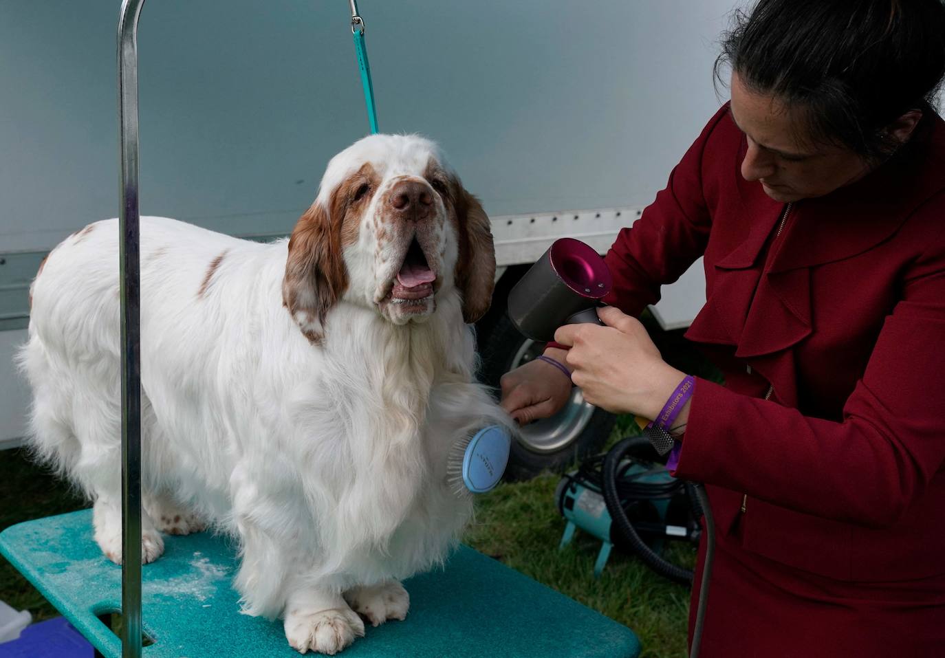 La Gran Manzana acogió la 145 Exposición Canina Anual del Westminster Kennel Club. El ganador, un pequinés apodado 'Wasabi' que enamoró al jurado con su abundante melena. Para su preparación, planchas de pelo, cepillos caradadores, polvos talco y sprays para dar volumen, se convierten en los perfectos aliados de los dueños que quieren que su mascota sea el centro de todas las miradas.