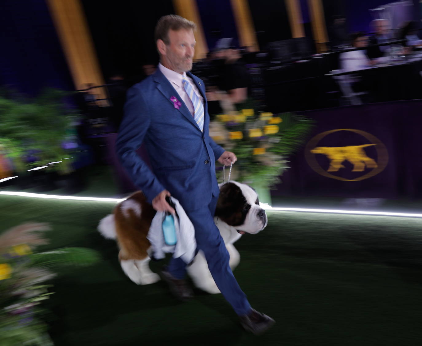 La Gran Manzana acogió la 145 Exposición Canina Anual del Westminster Kennel Club. El ganador, un pequinés apodado 'Wasabi' que enamoró al jurado con su abundante melena. Para su preparación, planchas de pelo, cepillos caradadores, polvos talco y sprays para dar volumen, se convierten en los perfectos aliados de los dueños que quieren que su mascota sea el centro de todas las miradas.
