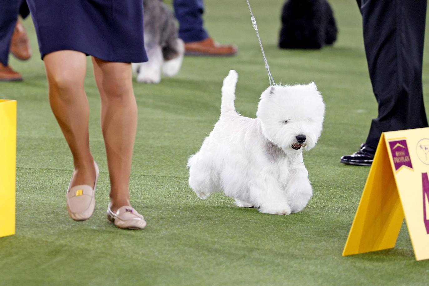 La Gran Manzana acogió la 145 Exposición Canina Anual del Westminster Kennel Club. El ganador, un pequinés apodado 'Wasabi' que enamoró al jurado con su abundante melena. Para su preparación, planchas de pelo, cepillos caradadores, polvos talco y sprays para dar volumen, se convierten en los perfectos aliados de los dueños que quieren que su mascota sea el centro de todas las miradas.