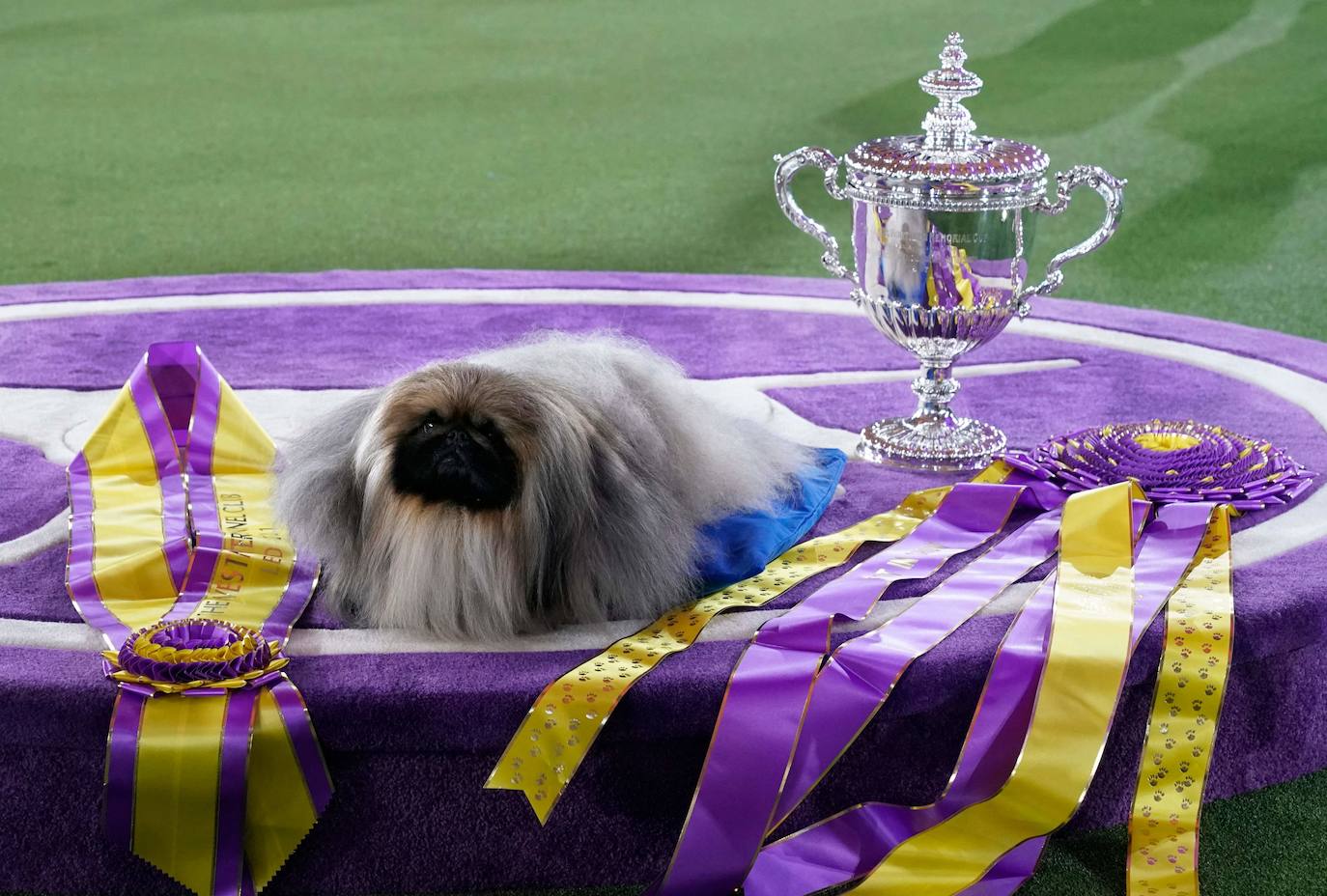 La Gran Manzana acogió la 145 Exposición Canina Anual del Westminster Kennel Club. El ganador, un pequinés apodado 'Wasabi' que enamoró al jurado con su abundante melena. Para su preparación, planchas de pelo, cepillos caradadores, polvos talco y sprays para dar volumen, se convierten en los perfectos aliados de los dueños que quieren que su mascota sea el centro de todas las miradas.