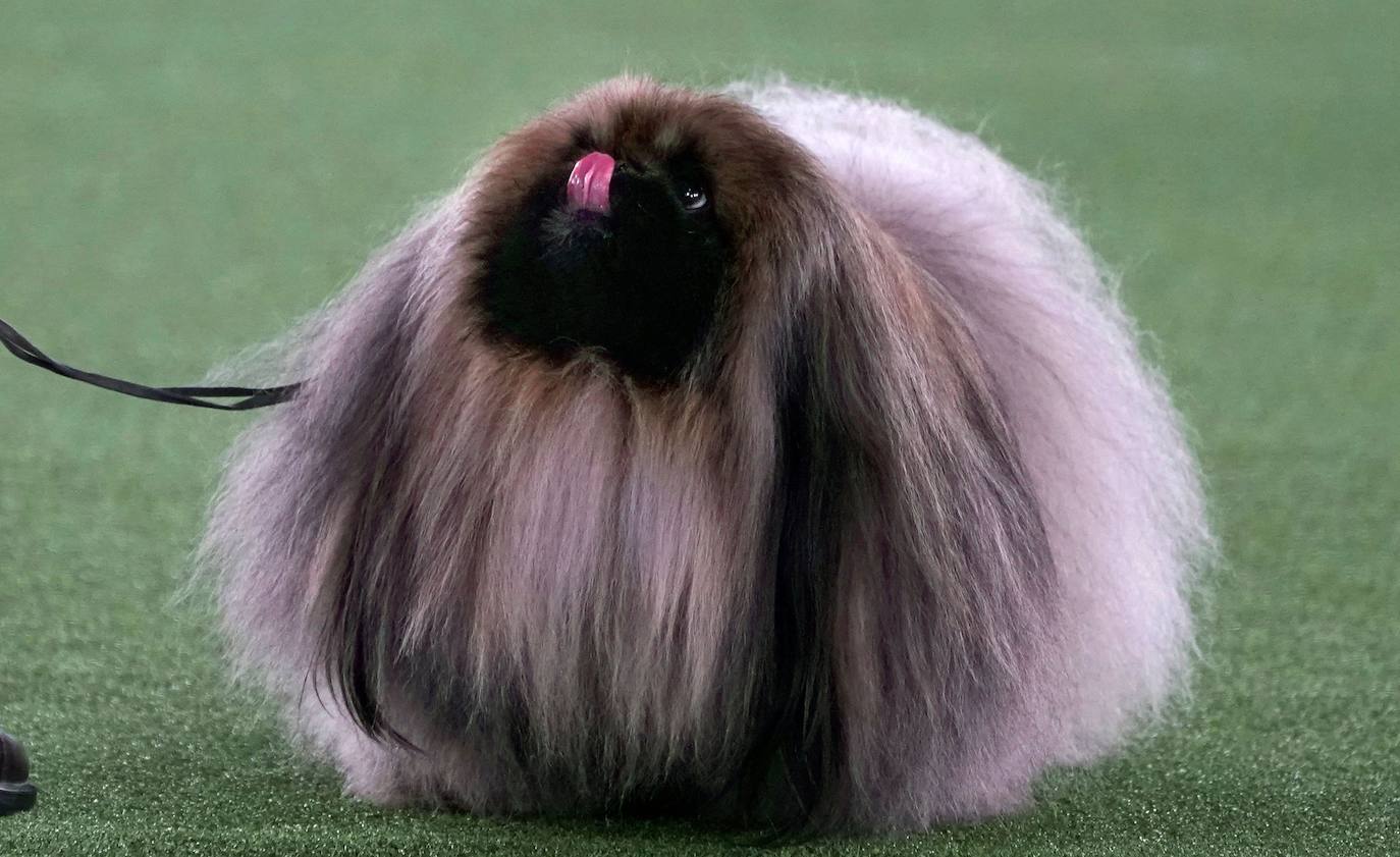 La Gran Manzana acogió la 145 Exposición Canina Anual del Westminster Kennel Club. El ganador, un pequinés apodado 'Wasabi' que enamoró al jurado con su abundante melena. Para su preparación, planchas de pelo, cepillos caradadores, polvos talco y sprays para dar volumen, se convierten en los perfectos aliados de los dueños que quieren que su mascota sea el centro de todas las miradas.