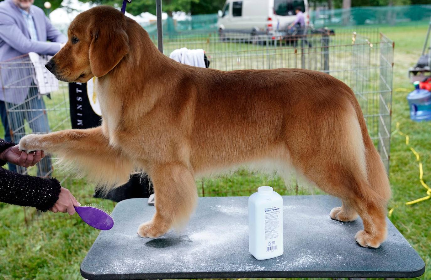 La Gran Manzana acogió la 145 Exposición Canina Anual del Westminster Kennel Club. El ganador, un pequinés apodado 'Wasabi' que enamoró al jurado con su abundante melena. Para su preparación, planchas de pelo, cepillos caradadores, polvos talco y sprays para dar volumen, se convierten en los perfectos aliados de los dueños que quieren que su mascota sea el centro de todas las miradas.