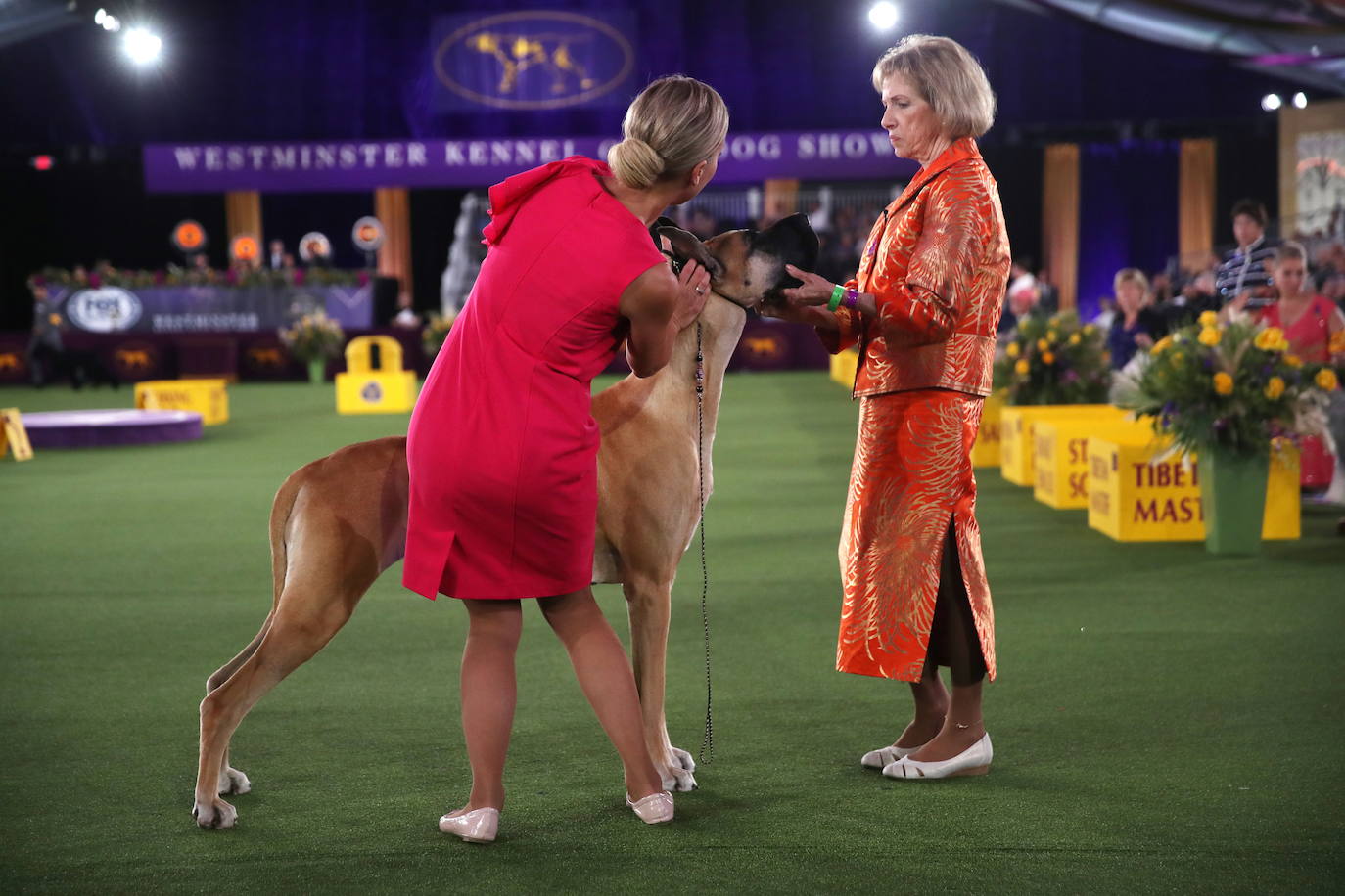 La Gran Manzana acogió la 145 Exposición Canina Anual del Westminster Kennel Club. El ganador, un pequinés apodado 'Wasabi' que enamoró al jurado con su abundante melena. Para su preparación, planchas de pelo, cepillos caradadores, polvos talco y sprays para dar volumen, se convierten en los perfectos aliados de los dueños que quieren que su mascota sea el centro de todas las miradas.