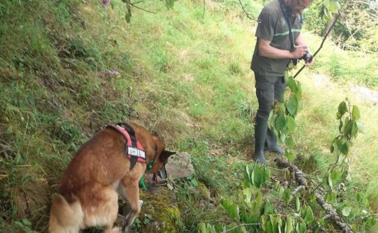 La Unidad Canina de Detección de Venenos del Principado inspecciona la zona. 