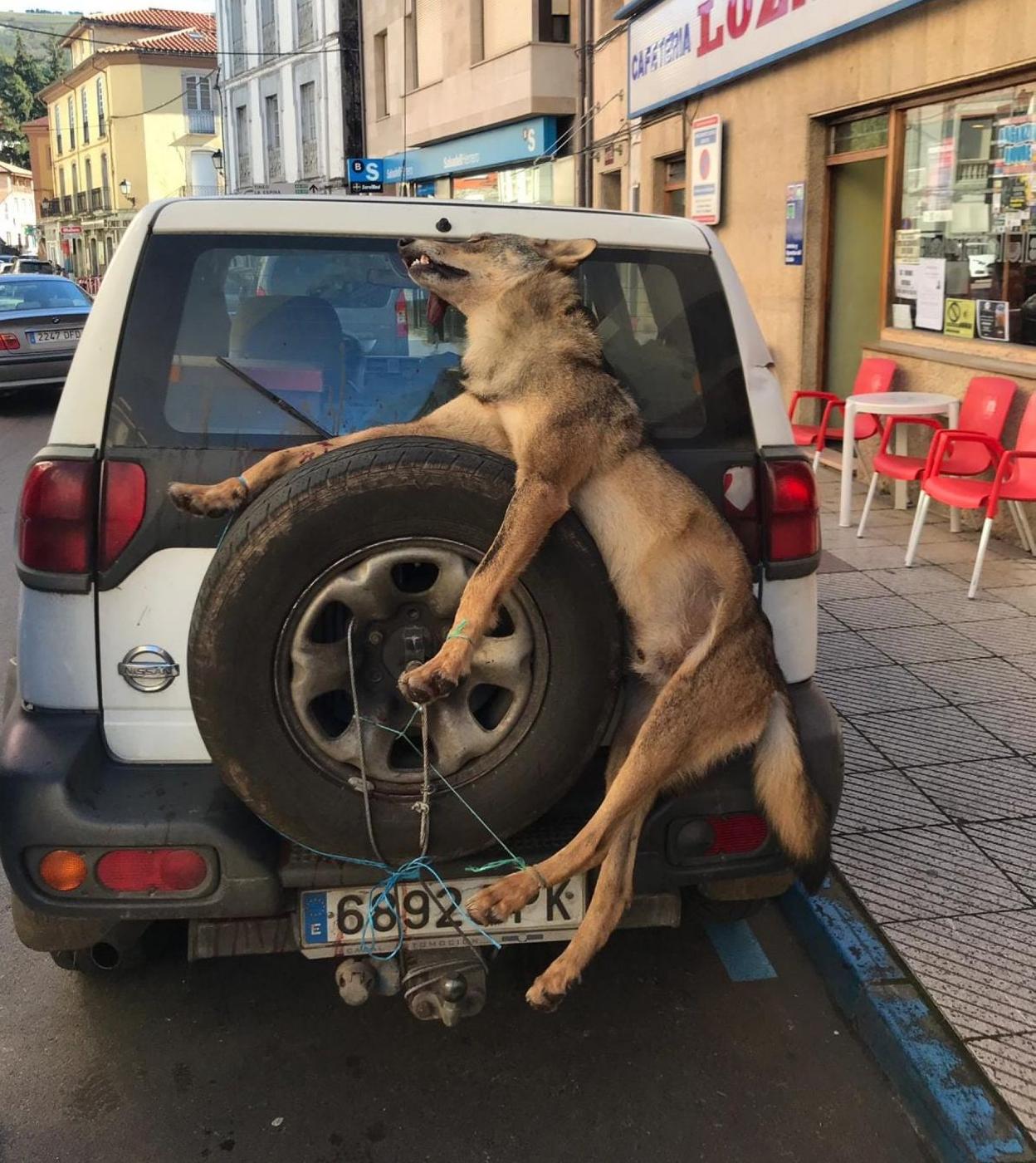 El cuerpo de un lobo abatido por guardas del Principado dentro del plan de control de la especie llevado a cabo en Allande en 2018. 