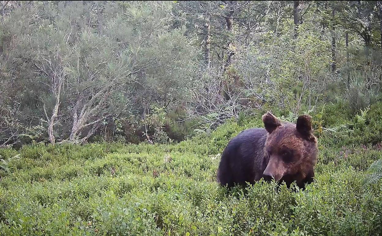 Denuncian nuevos ataques de oso a 20 metros de viviendas y a plena luz del día en Cangas del Narcea