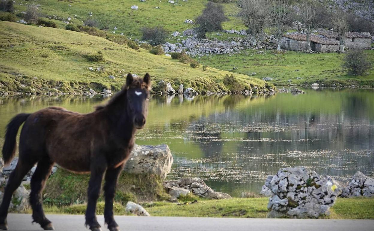 Caballos en Lagos de Covadonga.