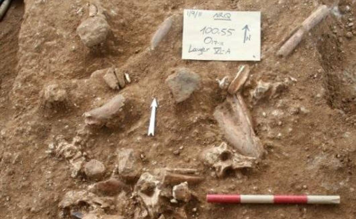 Restos de un nuevo tipo de humano primitivo encontrados en Israel.