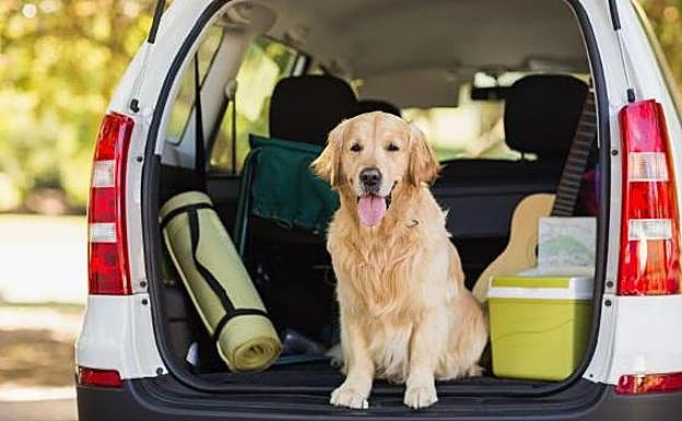 Cómo deben viajar nuestras mascotas para evitar sanciones sorpresa