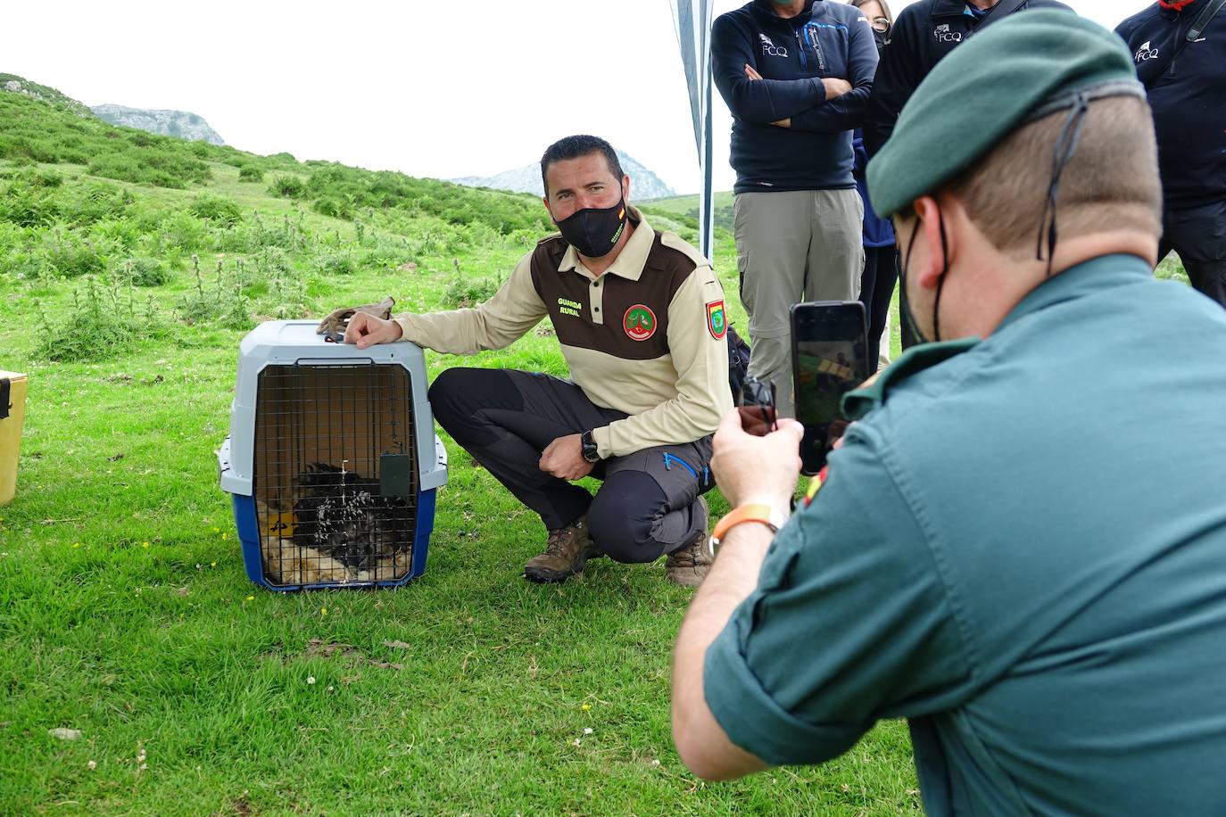 Esta hembra de quebrantahuesos pasará junto a sus compañeras 'Lucía', 'Hanna', 'Aurora' y 'Dries' un último periodo de aclimatación en los jaulones de Picos para ser a continuación liberadas. Nacieron en cautividad y fueron cedidas por el Gobierno de Aragón. La población alcanza ya los treinta ejemplares liberados