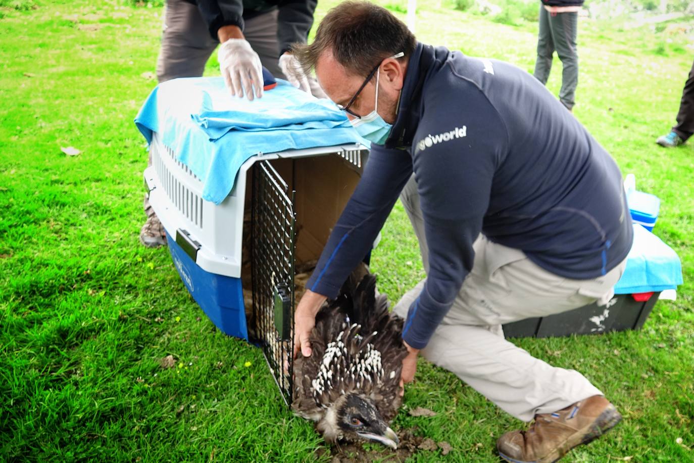 Esta hembra de quebrantahuesos pasará junto a sus compañeras 'Lucía', 'Hanna', 'Aurora' y 'Dries' un último periodo de aclimatación en los jaulones de Picos para ser a continuación liberadas. Nacieron en cautividad y fueron cedidas por el Gobierno de Aragón. La población alcanza ya los treinta ejemplares liberados