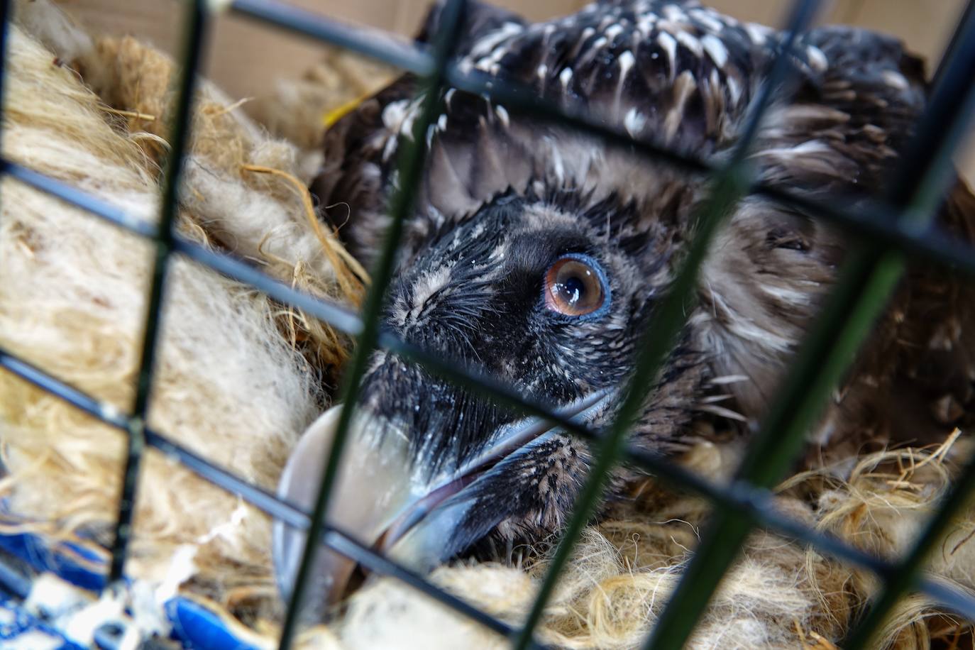 Esta hembra de quebrantahuesos pasará junto a sus compañeras 'Lucía', 'Hanna', 'Aurora' y 'Dries' un último periodo de aclimatación en los jaulones de Picos para ser a continuación liberadas. Nacieron en cautividad y fueron cedidas por el Gobierno de Aragón. La población alcanza ya los treinta ejemplares liberados