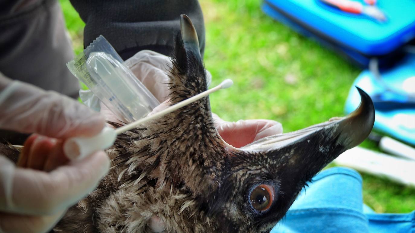 Esta hembra de quebrantahuesos pasará junto a sus compañeras 'Lucía', 'Hanna', 'Aurora' y 'Dries' un último periodo de aclimatación en los jaulones de Picos para ser a continuación liberadas. Nacieron en cautividad y fueron cedidas por el Gobierno de Aragón. La población alcanza ya los treinta ejemplares liberados