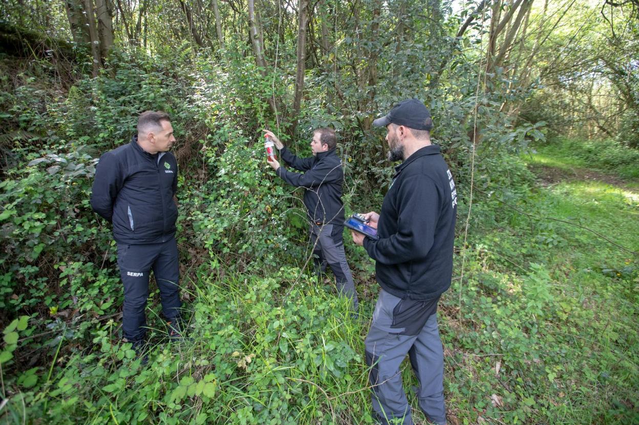 Técnicos de una empresa especializada colocando trampas en Corvera en una campaña anterior. 