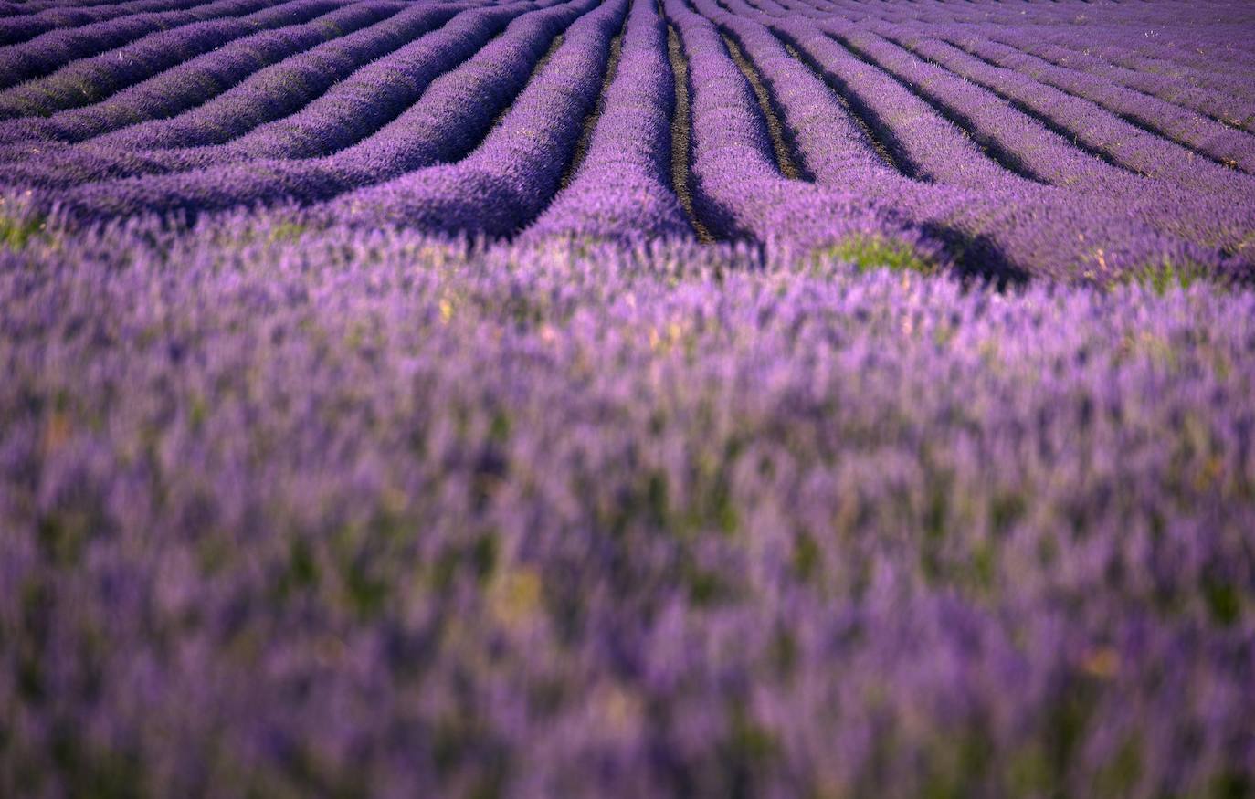 Como cada mes de julio, los campos de Brihuega (La Alcarria, Guadalajara) ofrecen un espectacular paisaje teñido de morado con la floración de la planta aromática.