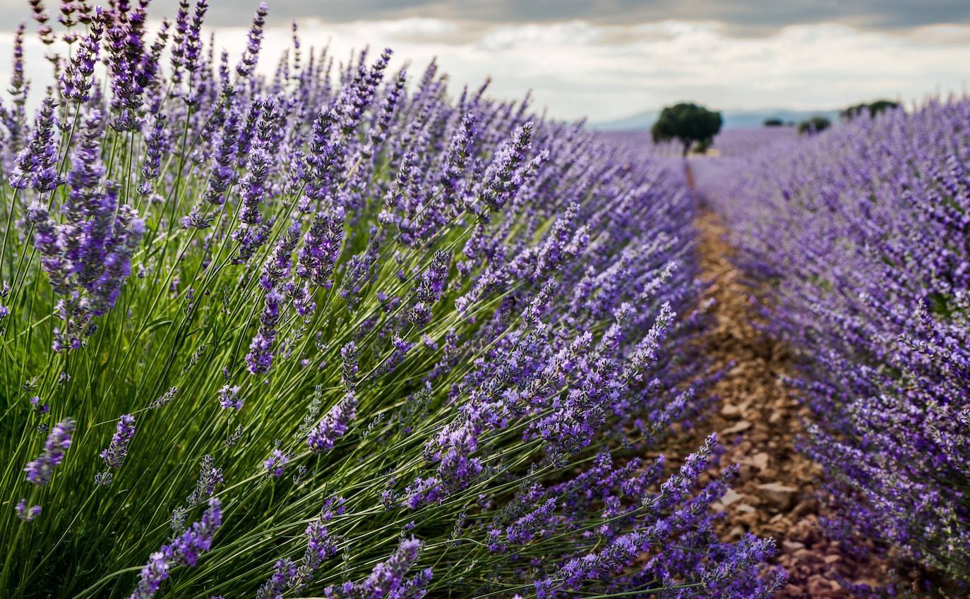 Como cada mes de julio, los campos de Brihuega (La Alcarria, Guadalajara) ofrecen un espectacular paisaje teñido de morado con la floración de la planta aromática.