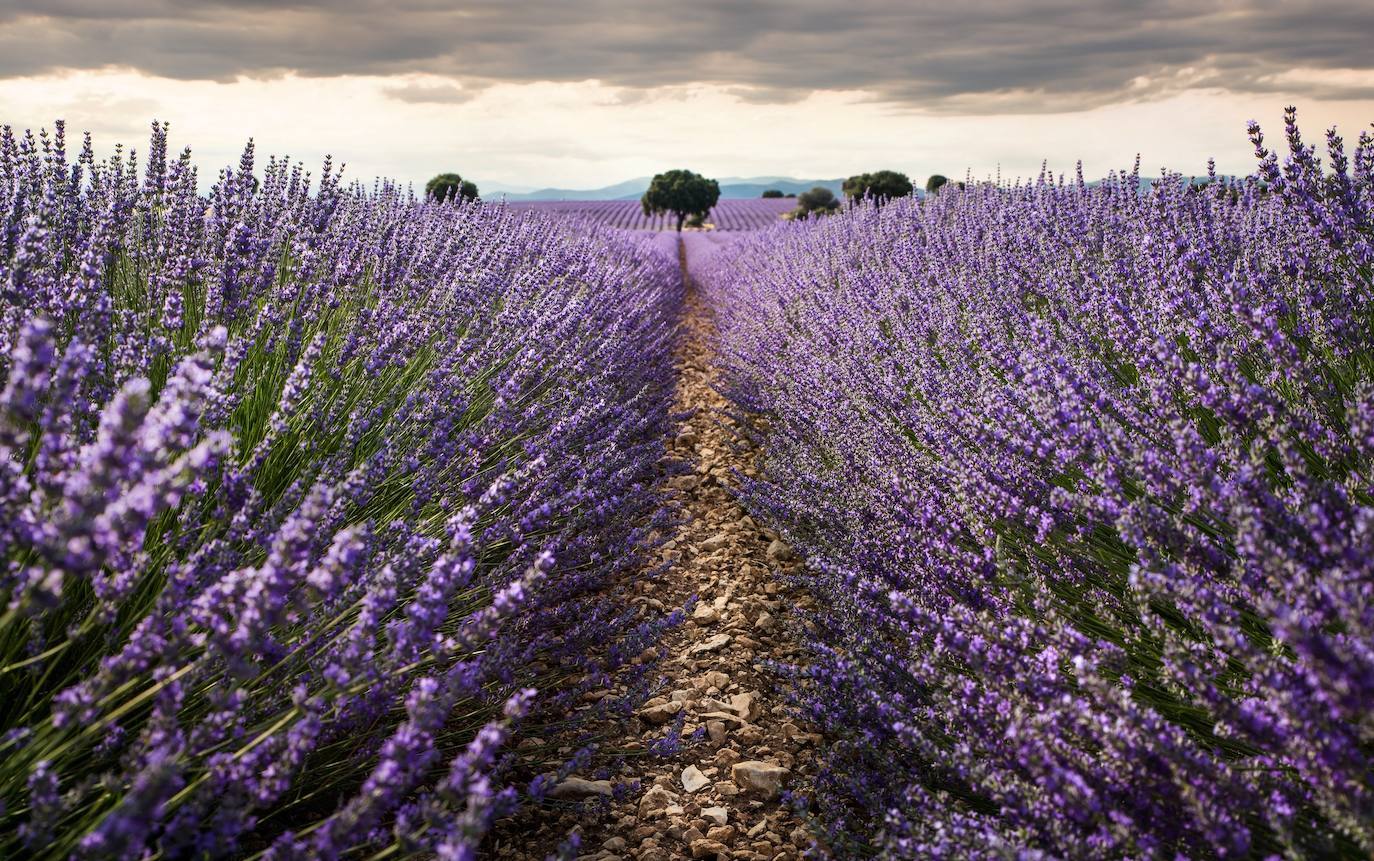 Como cada mes de julio, los campos de Brihuega (La Alcarria, Guadalajara) ofrecen un espectacular paisaje teñido de morado con la floración de la planta aromática.