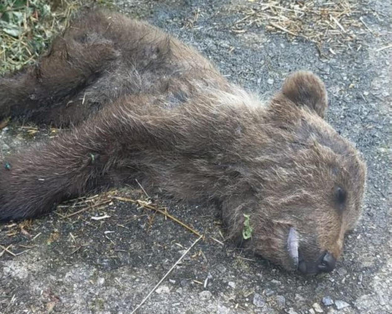 El osezno fue localizado en la pista de Las Tablizas, en la localidad de Moal, en Cangas del Narcea. 