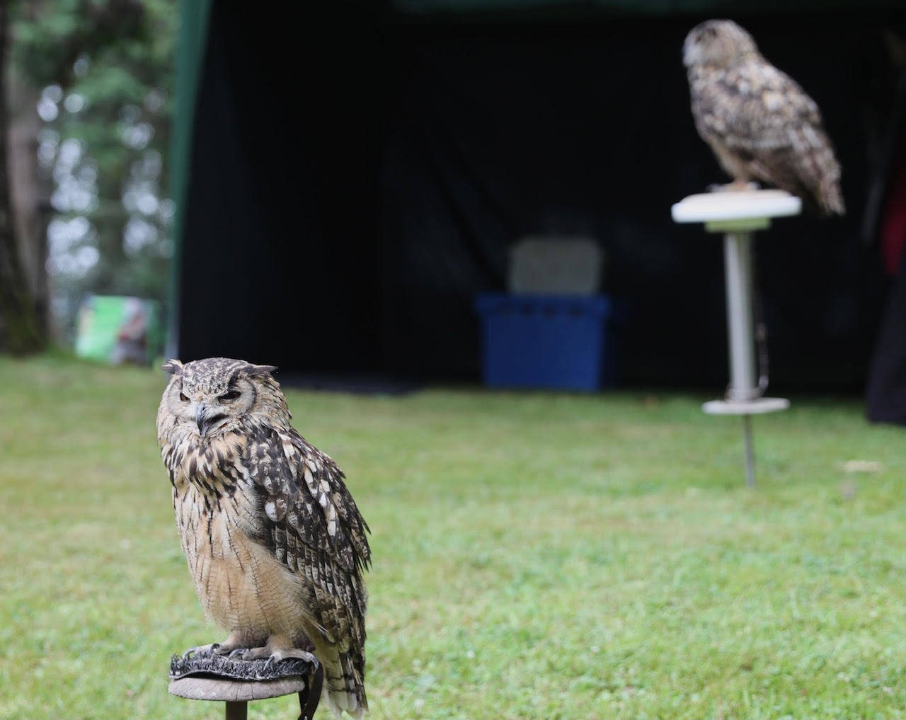 Águilas y distintas variedades de búhos protagonizarán el aclamado documental en vivo que vuelve a Gijón del 23 de julio al 1 de agosto. Esta actividad permitirá al público conocer de cerca algunas de las aves de presa más fascinantes del mundo.