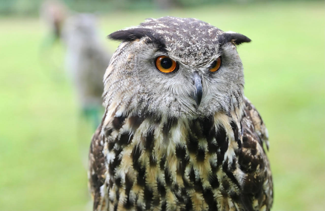 Águilas y distintas variedades de búhos protagonizarán el aclamado documental en vivo que vuelve a Gijón del 23 de julio al 1 de agosto. Esta actividad permitirá al público conocer de cerca algunas de las aves de presa más fascinantes del mundo.