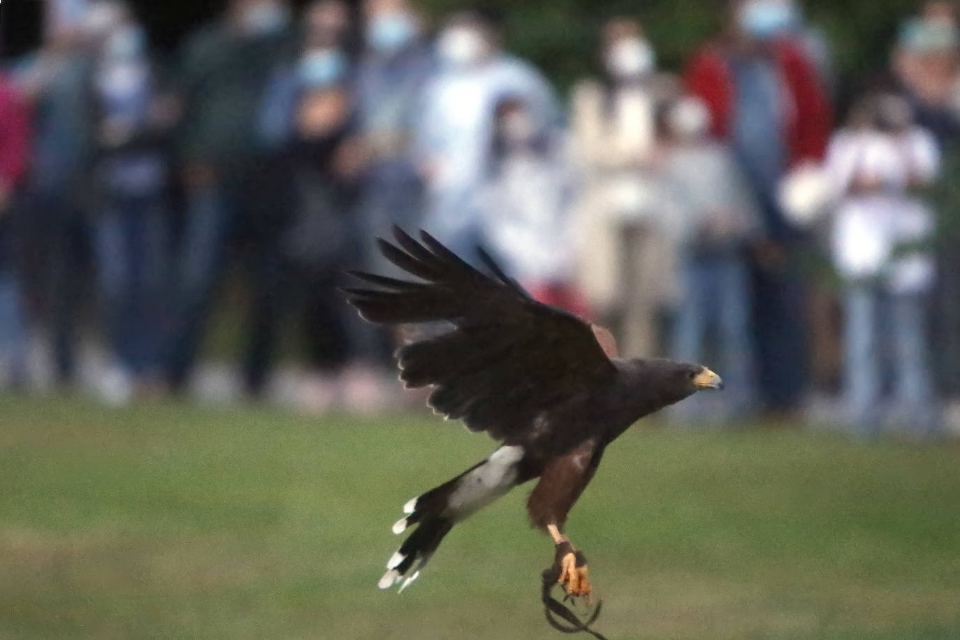 Anoche tuvo lugar la primersa sesión de Nocturnia, donde las aves rapaces ofrecieron una visita guiada a los turistas, además de una velada informativa donde los distintos búhos del grupo Aviar brillaron con luz propia bajo la atenta mirada de los espectadores. Además, durante la velada los asistentes tuvieron la ocasión de aprende run poco más sobre las costumbres y hábitos de las aves rapaces, así como los motivos por los que estas se encuentran en riesgo de extinción debido a la acción humana y el cambio climático. Una noche mágica que enseña la importancia del medioambiente.