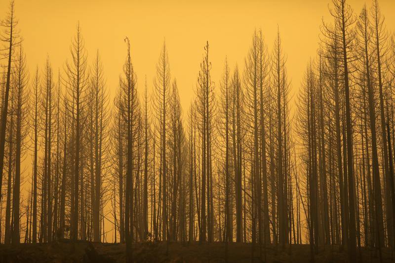 Imágenes del voraz incendio que consume los bosques de California.