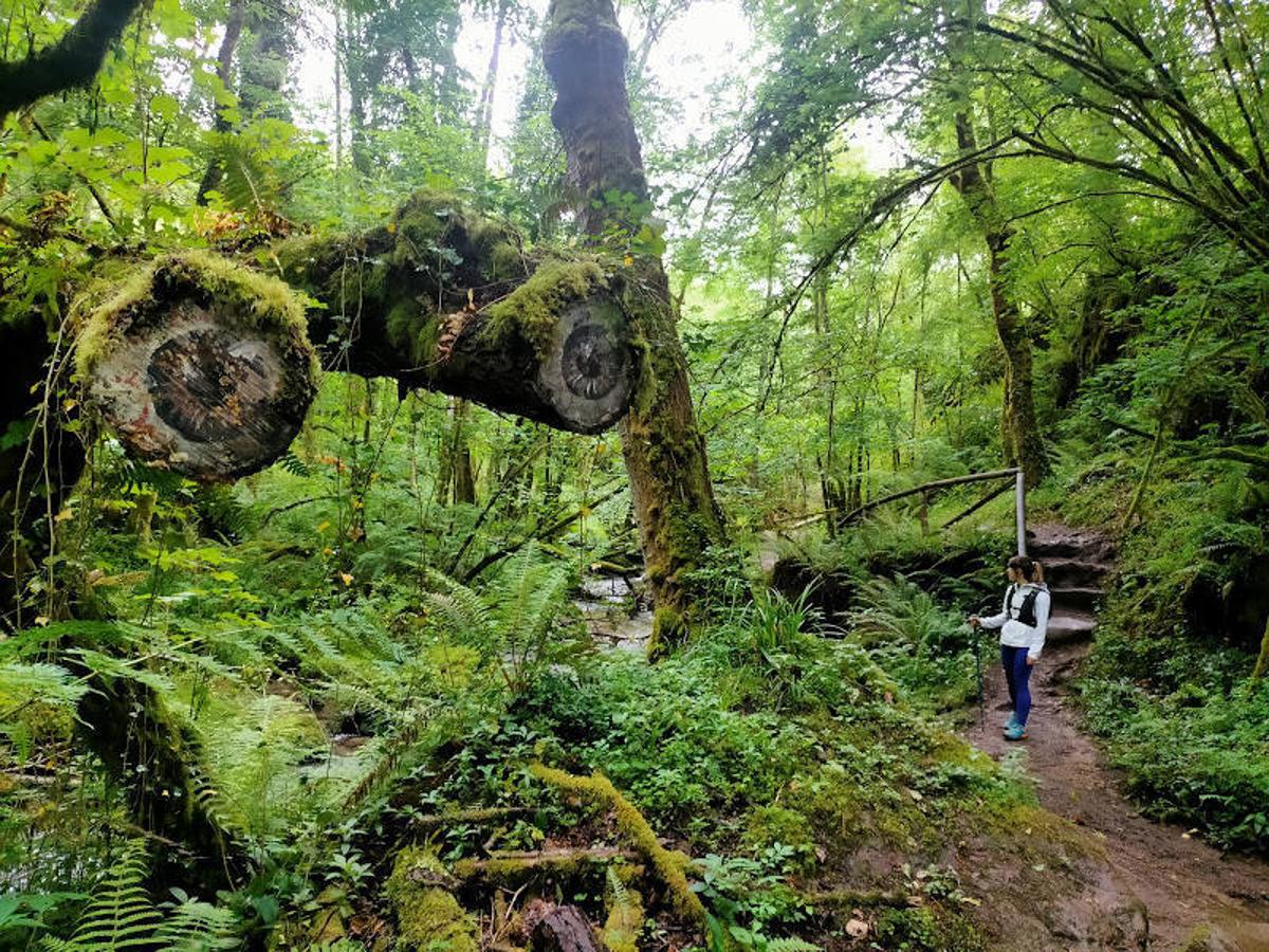 Uno de los verdes tramos de la  ruta a los Molinos del Río Profundu . 