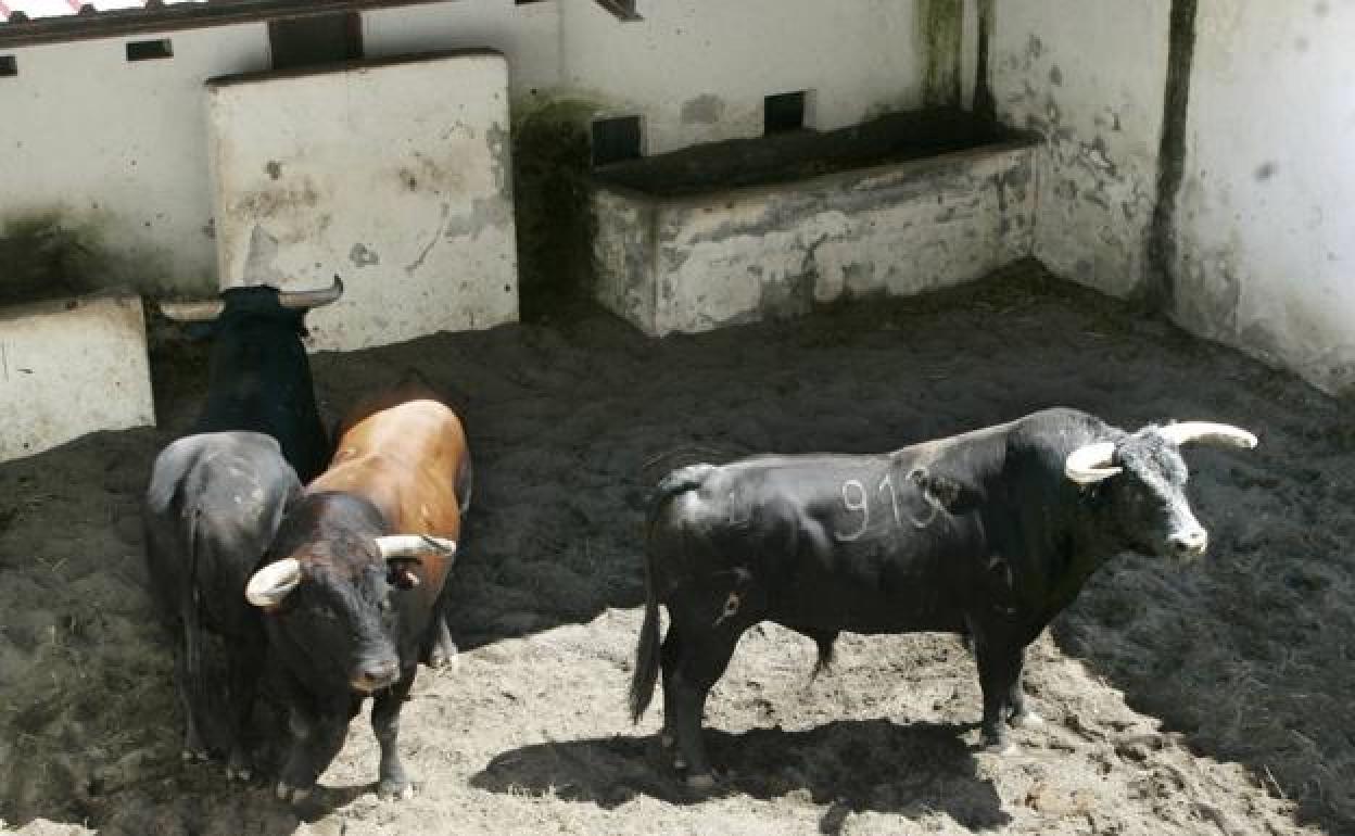 Convocan una concentración contra la novillada de Cangas